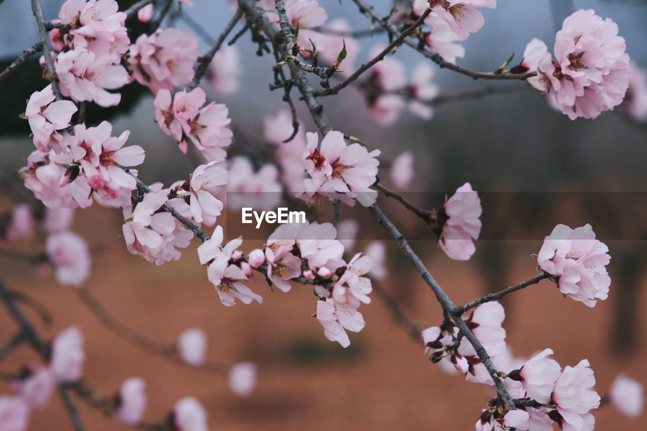 Close-up of cherry blossom growing on tree