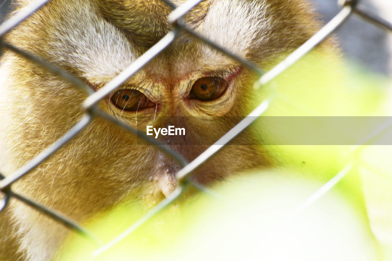 CLOSE-UP OF MONKEY IN CAGE SEEN THROUGH FENCE