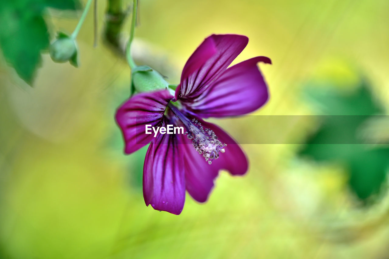 CLOSE-UP OF PURPLE FLOWER ON PLANT