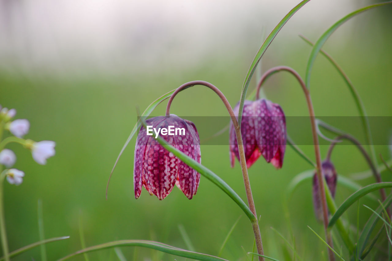 Snake's head fritillary fritillaria meleagris close-up view growing in field