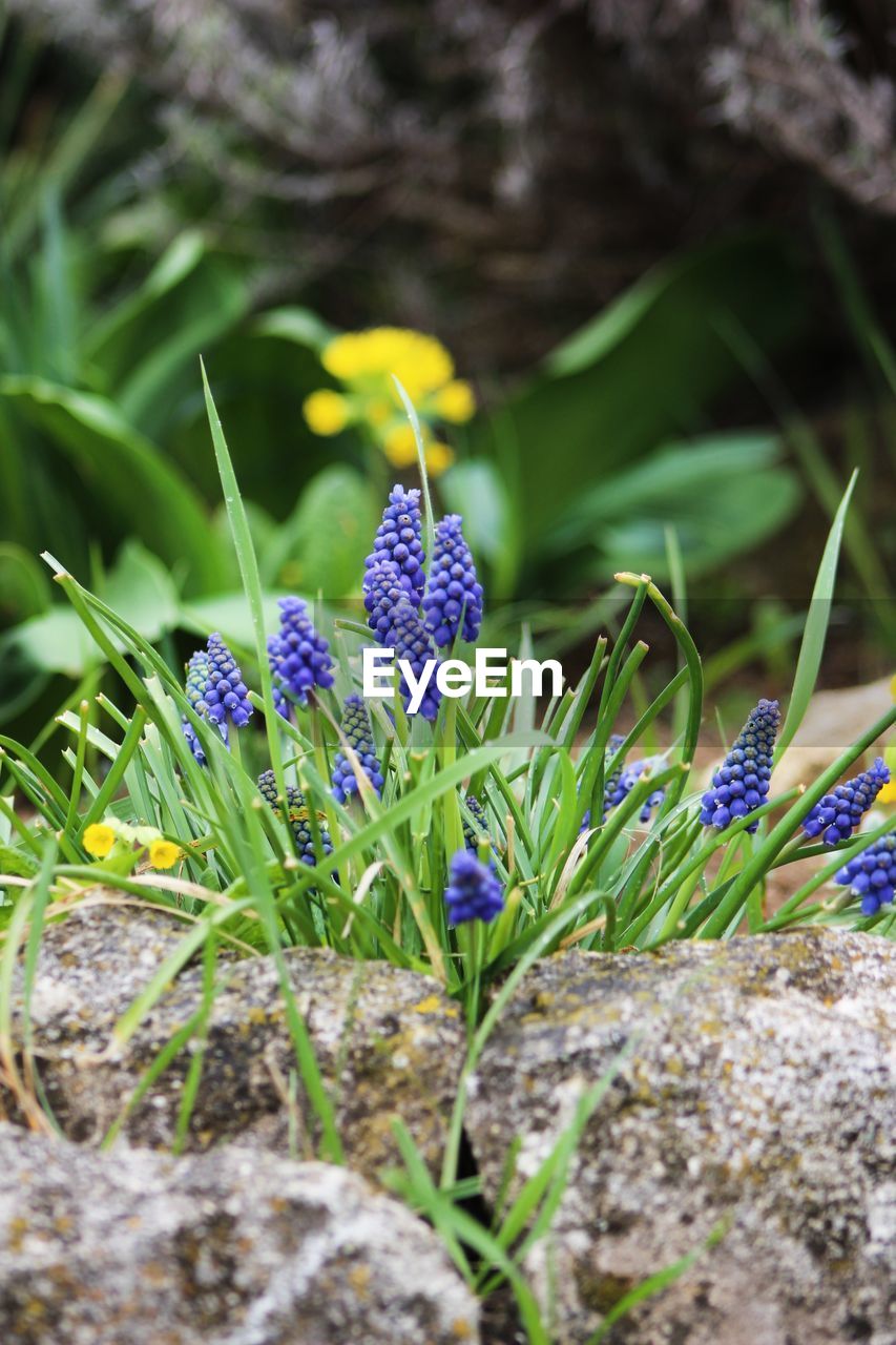 Close-up of purple flowering plants on field