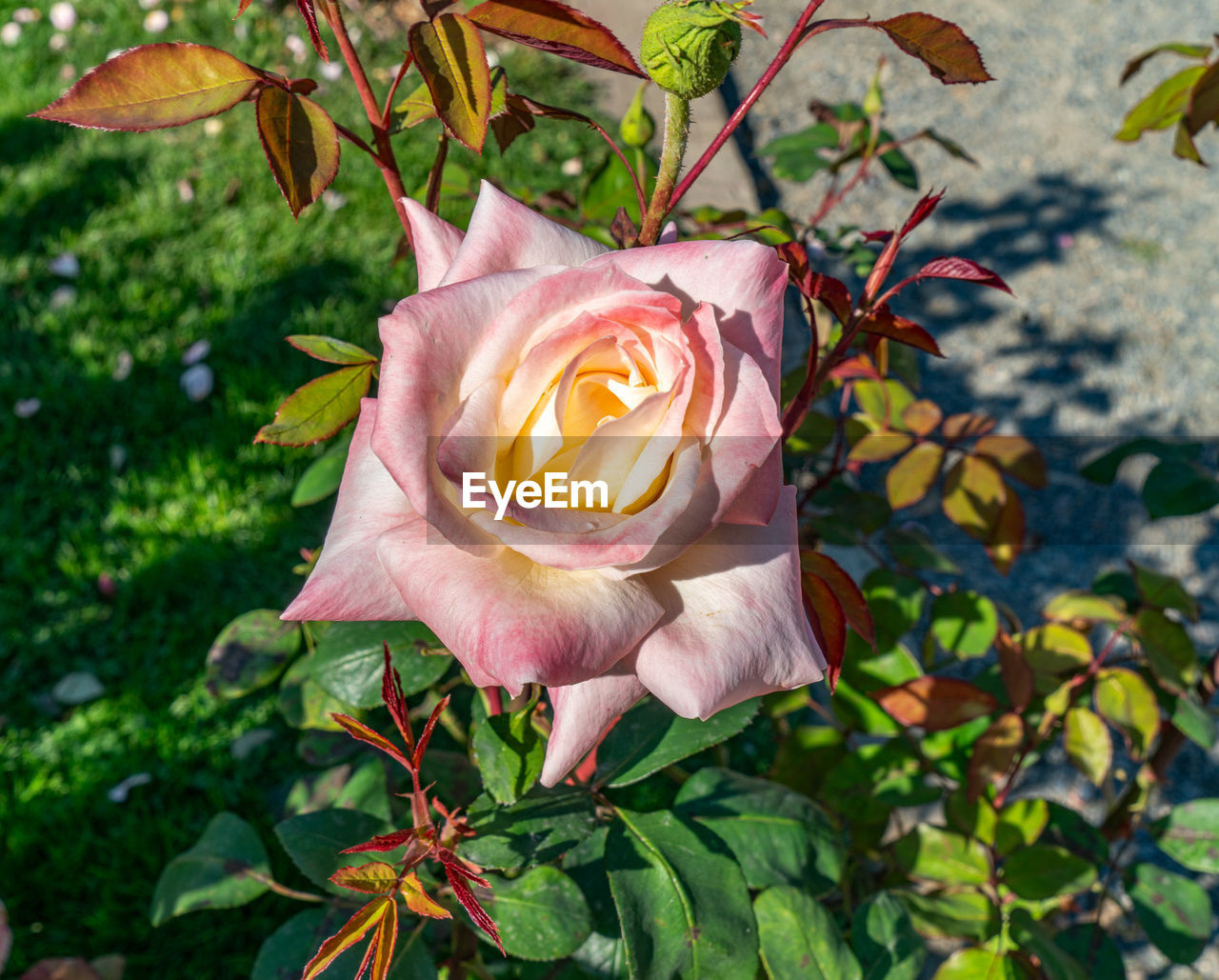 plant, flower, rose, flowering plant, beauty in nature, leaf, plant part, garden roses, nature, freshness, petal, growth, fragility, close-up, flower head, inflorescence, outdoors, no people, day, pink, focus on foreground, yellow, springtime, sunlight