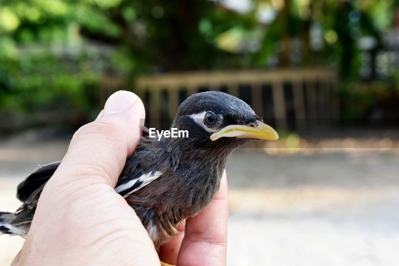 Close-up of a hand holding a bird