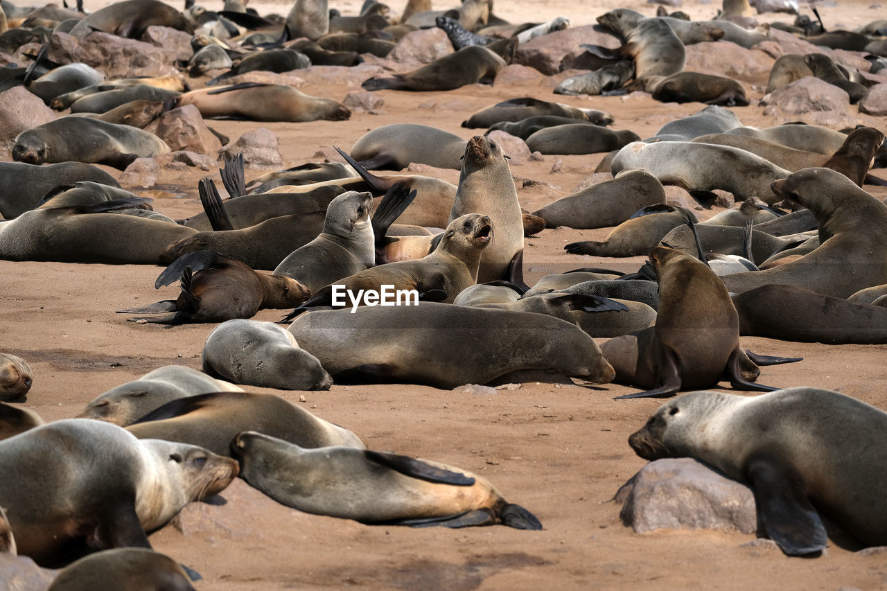 Cape cross seal reserve, namibia