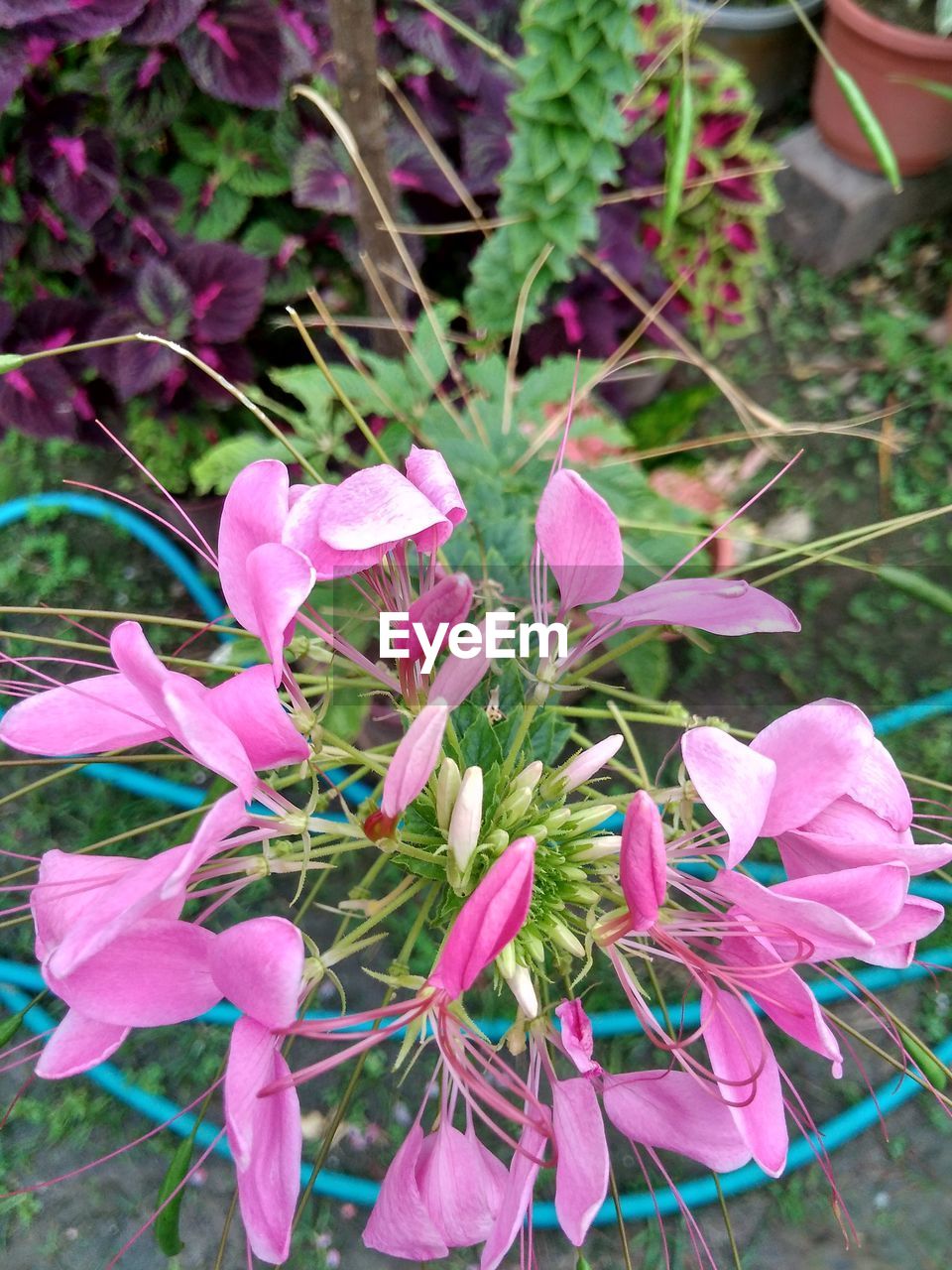 PINK FLOWERS BLOOMING OUTDOORS