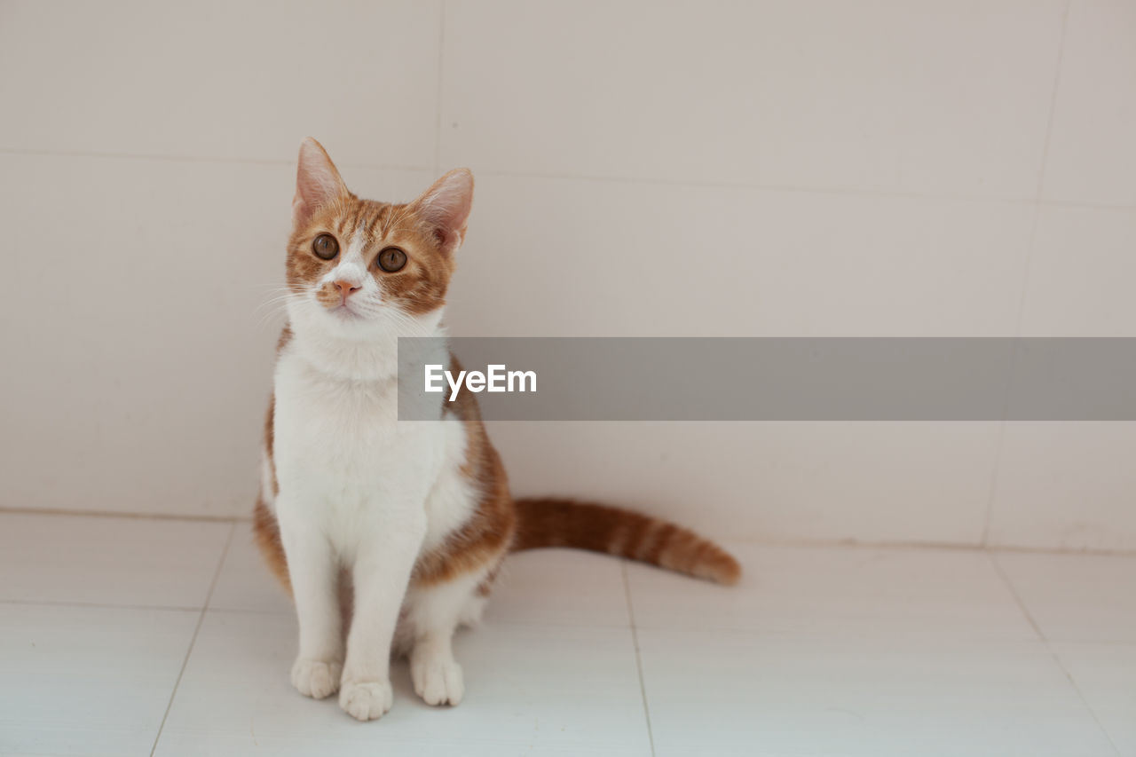 Cat on floor against wall