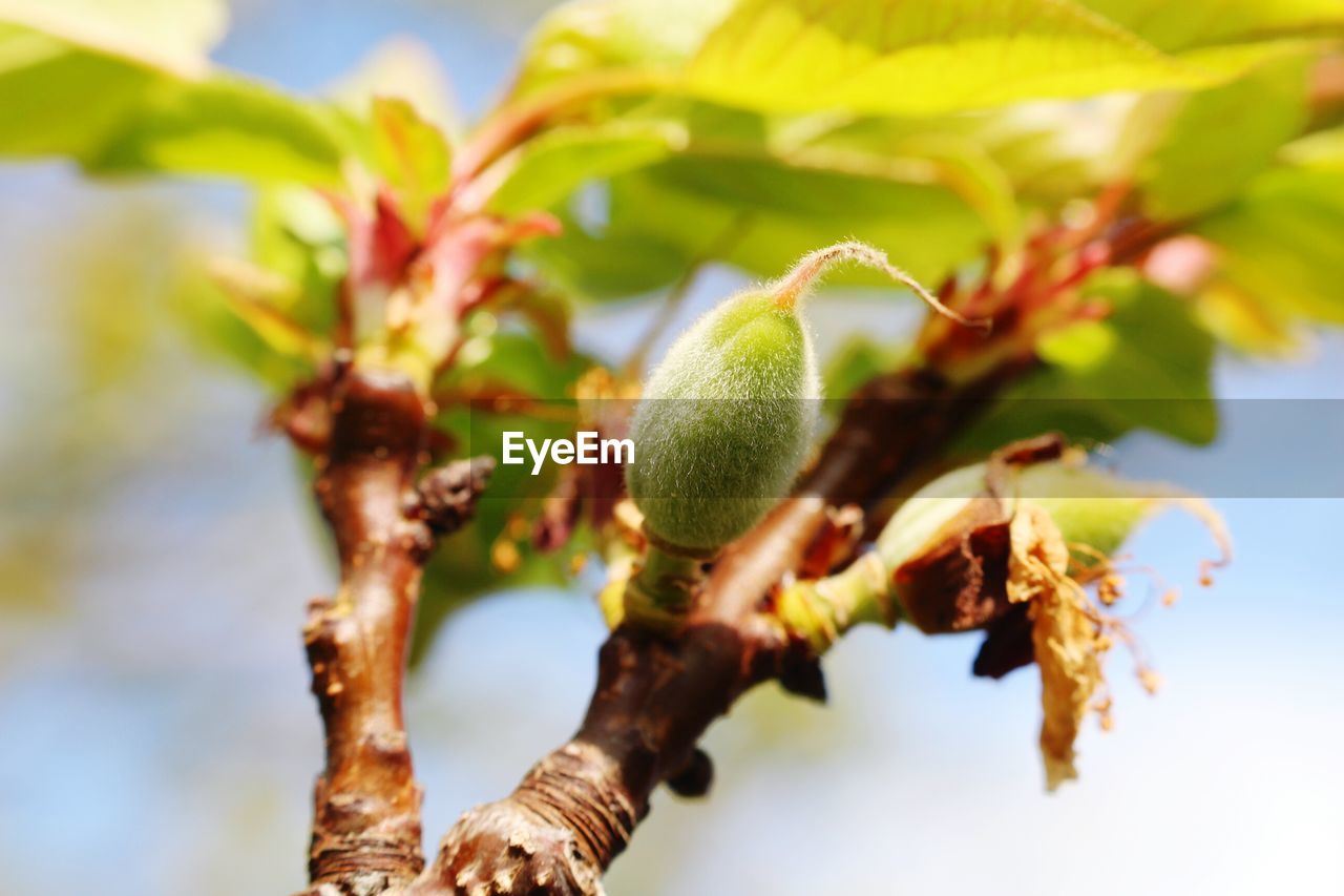 CLOSE-UP OF FRESH GREEN PLANT