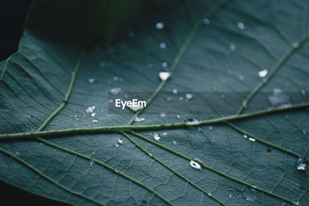 Full frame shot of water drops on leaf