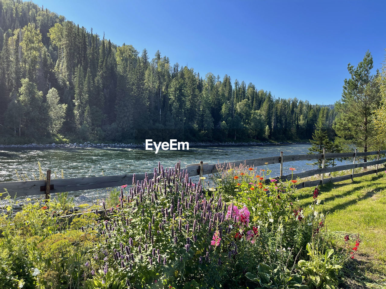 Well-groomed garden on the banks of the river, overgrown with coniferous forest. altai, russia