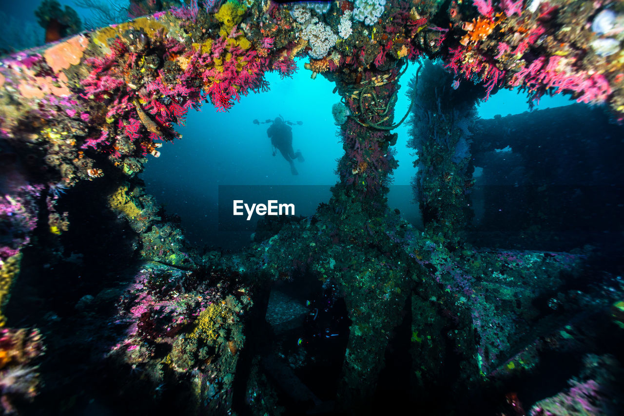 Multi colored corals grew on concrete blocks underwater