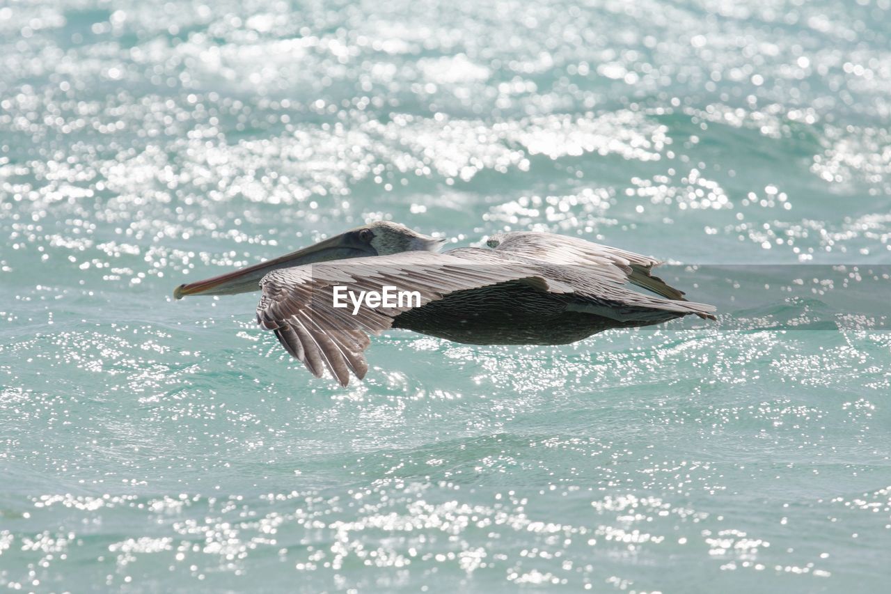 Close-up of bird flying over sea