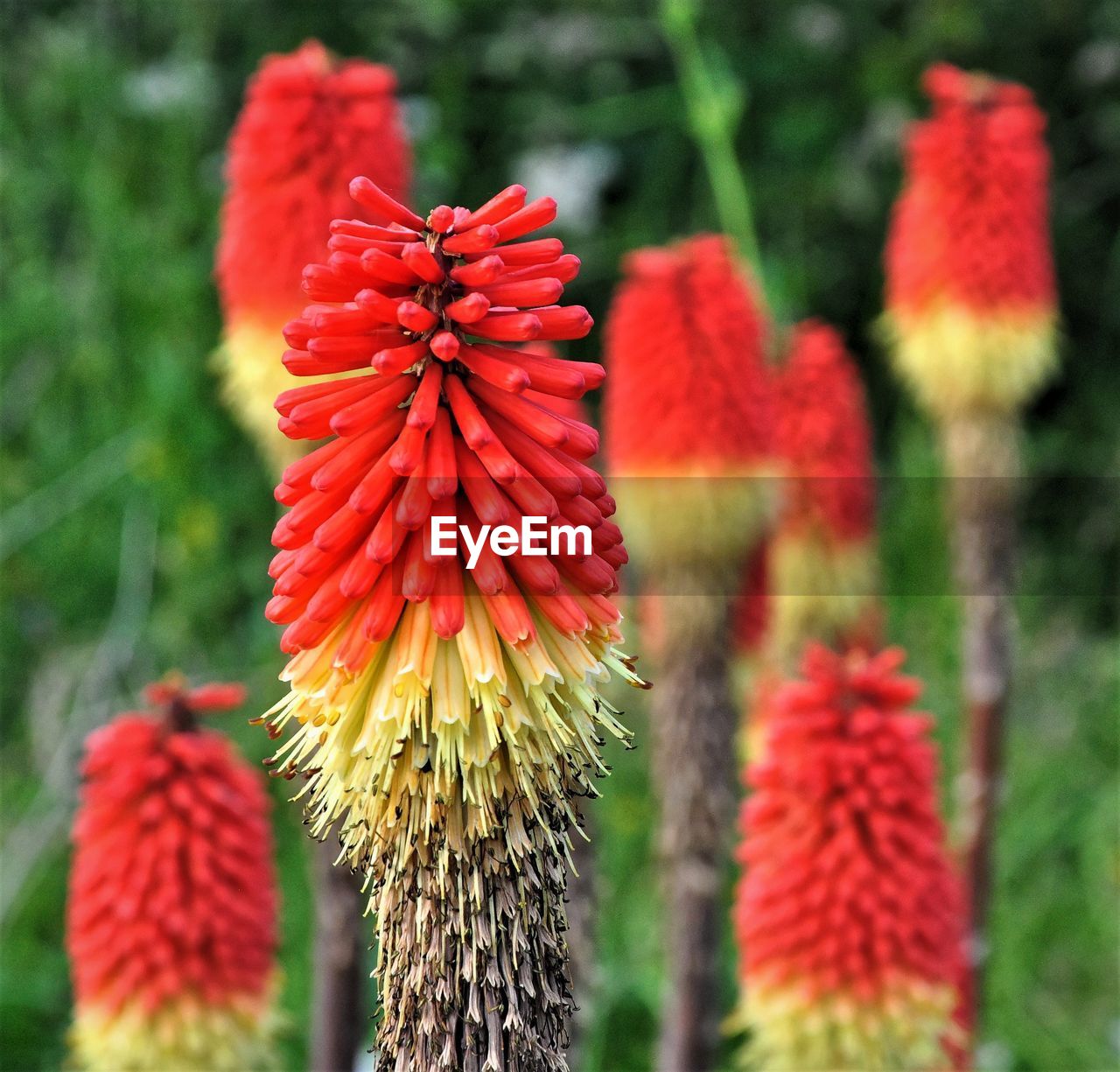 CLOSE-UP OF RED FLOWER