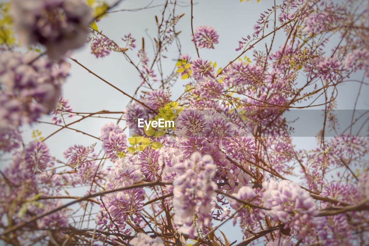 Close-up of cherry blossom tree