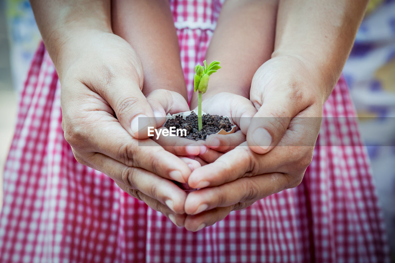 Cropped hands of woman and girl holding sapling in egg shell