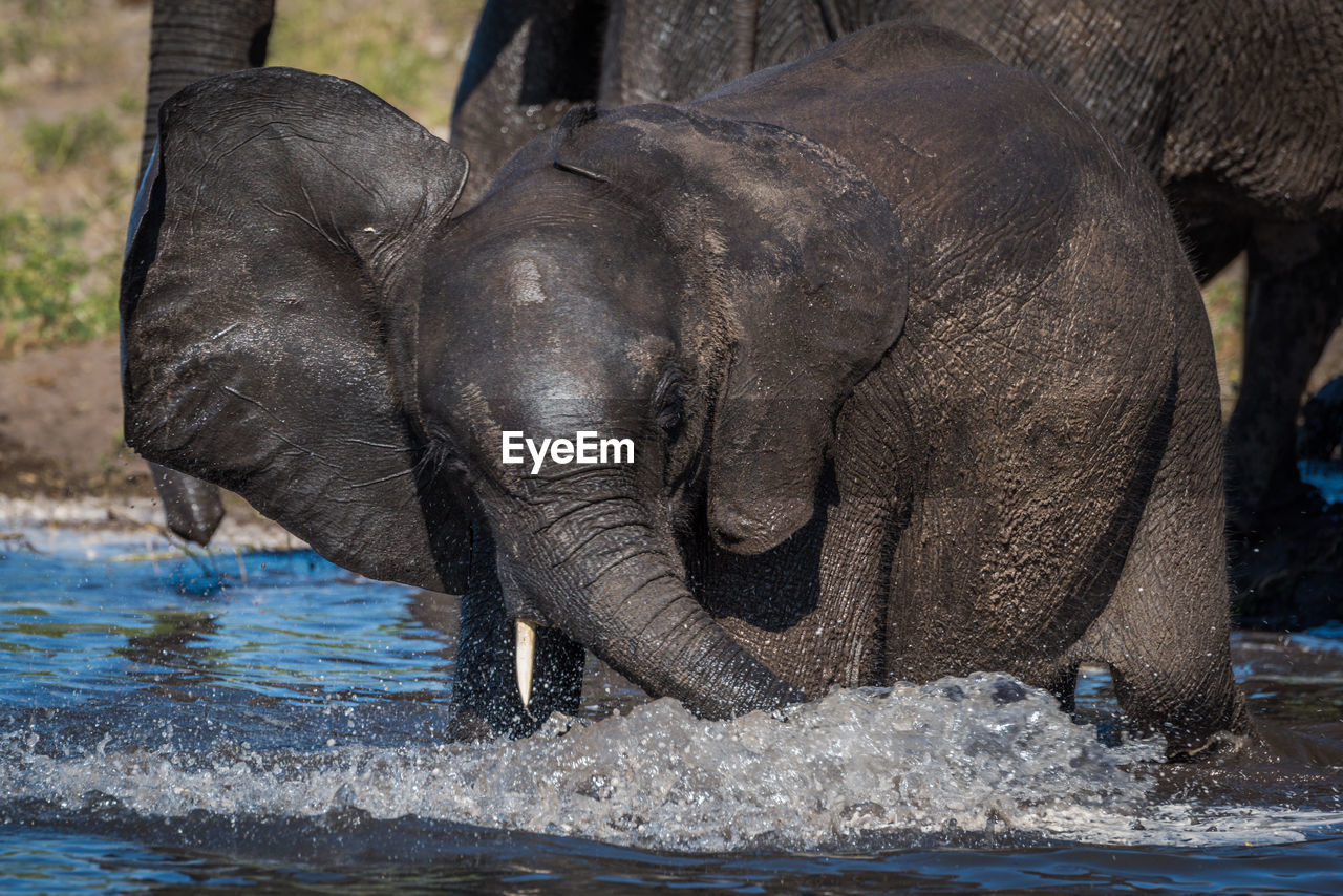 Close-up of elephant calf in river with its mother