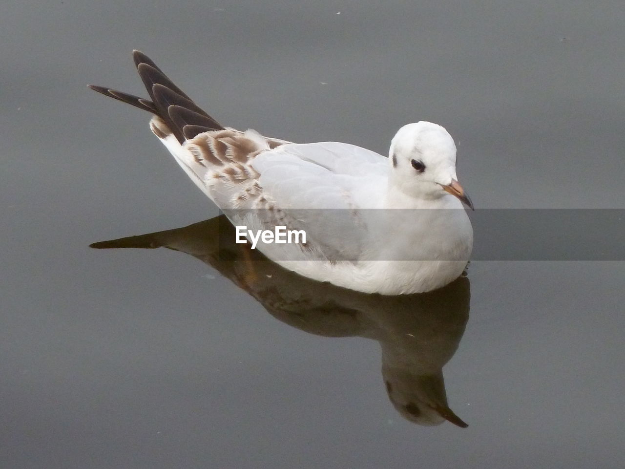 CLOSE-UP OF SEAGULL FLYING OVER A WATER