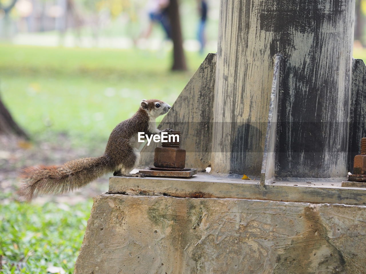 VIEW OF SQUIRREL ON WOODEN POST