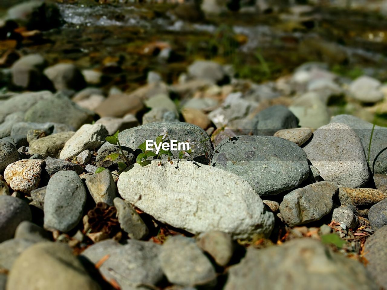 CLOSE-UP OF PEBBLES ON ROCK