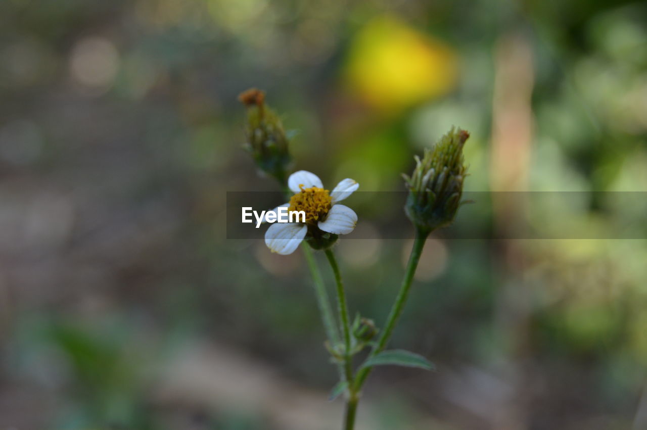 CLOSE-UP OF FLOWERING PLANTS