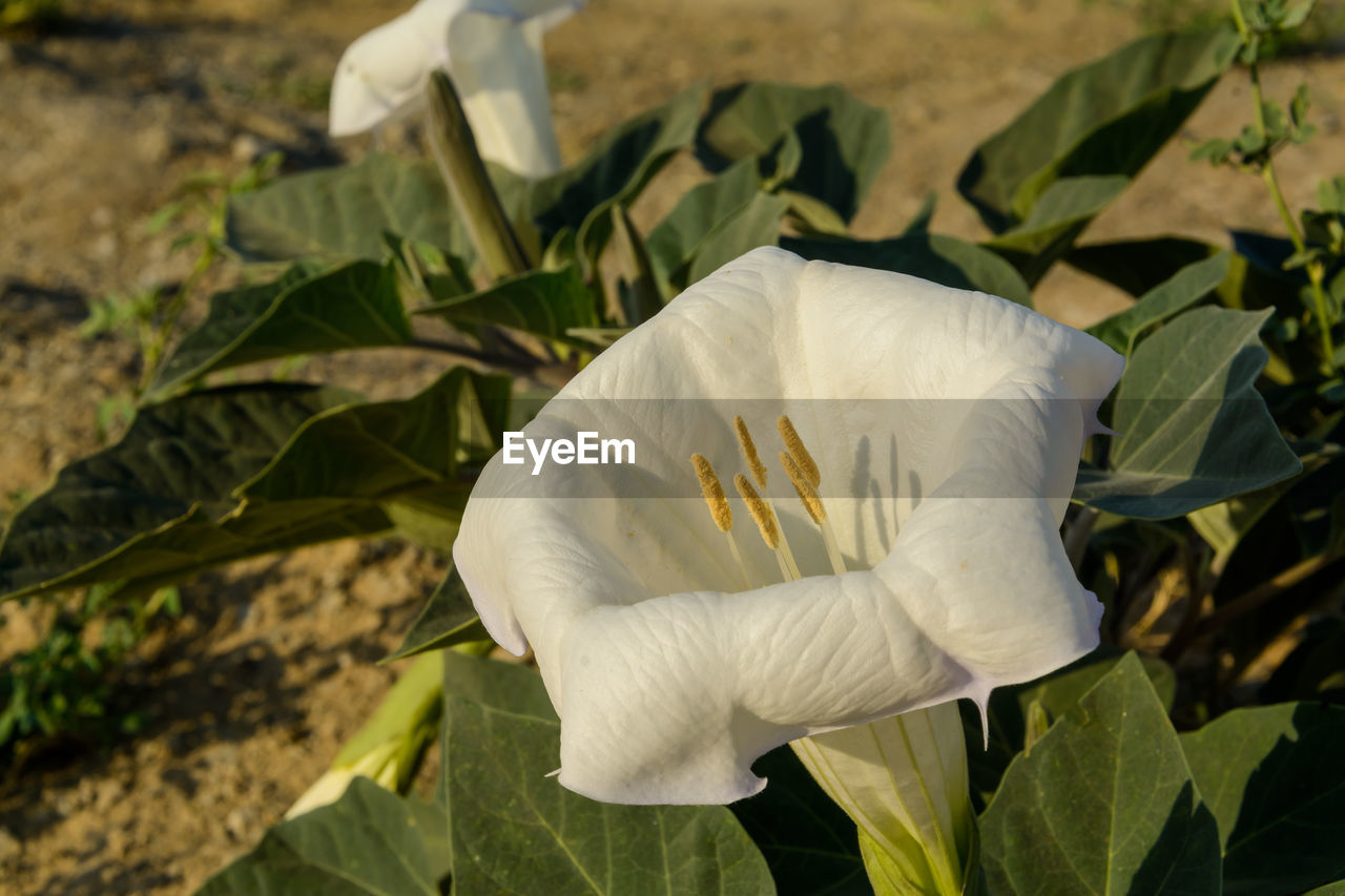 Side view from white desert wildflower called sacred datura wrightii, angel's trumpet or jimson weed