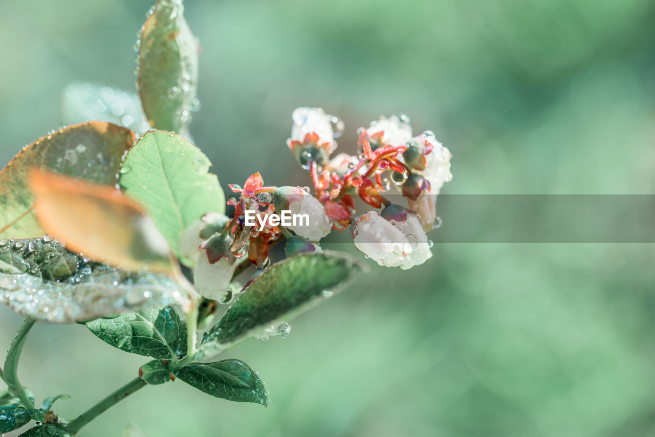 CLOSE-UP OF FLOWERING PLANT WITH ROSE