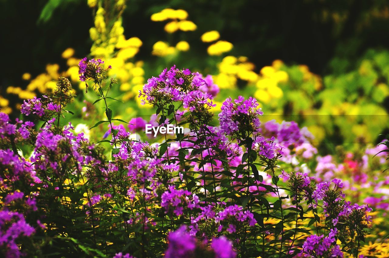 Close-up of purple flowering plants on field