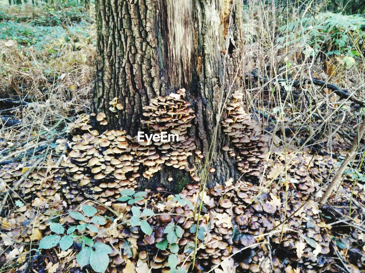 CLOSE-UP VIEW OF TREE