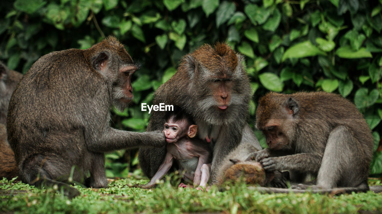 Group of monkey with baby monkey in the middle of a forest