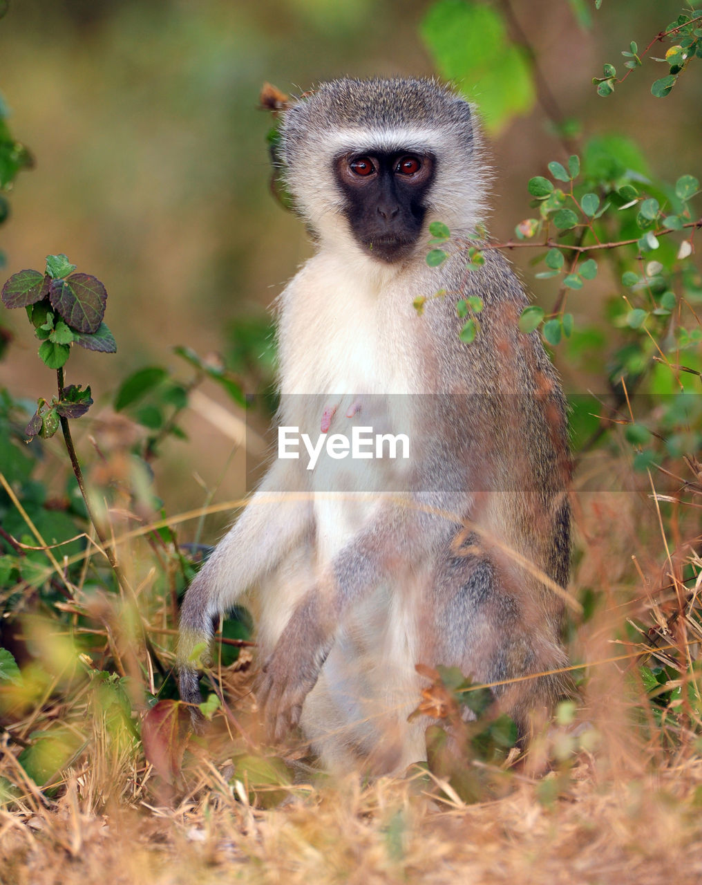 Portrait of young monkey sitting on land