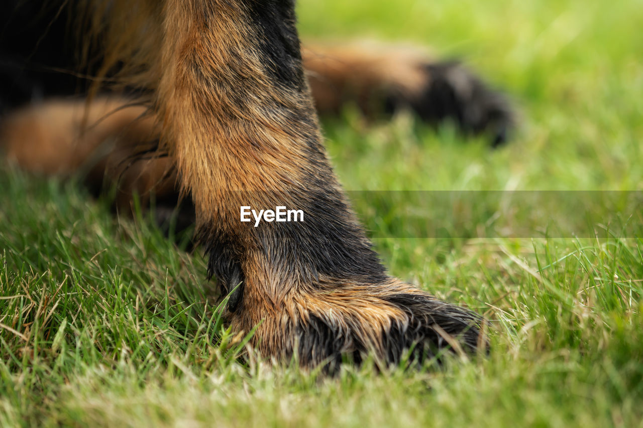 CLOSE-UP OF A DOG ON GRASS