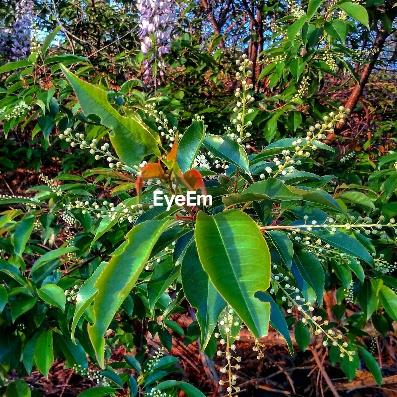 Plants growing on a tree