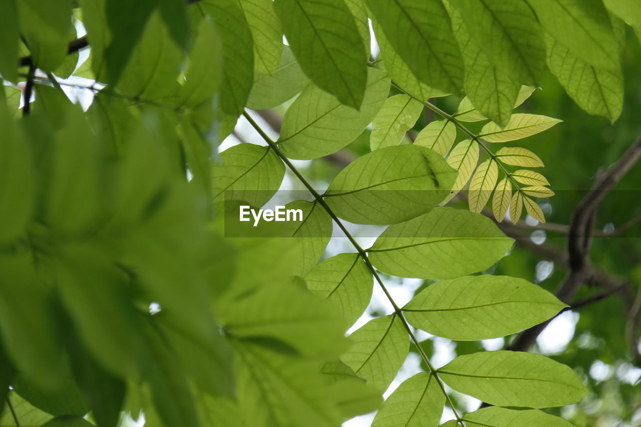 CLOSE-UP OF GREEN LEAVES