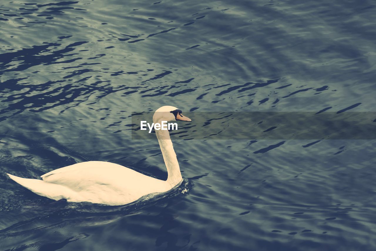 HIGH ANGLE VIEW OF SWAN IN LAKE