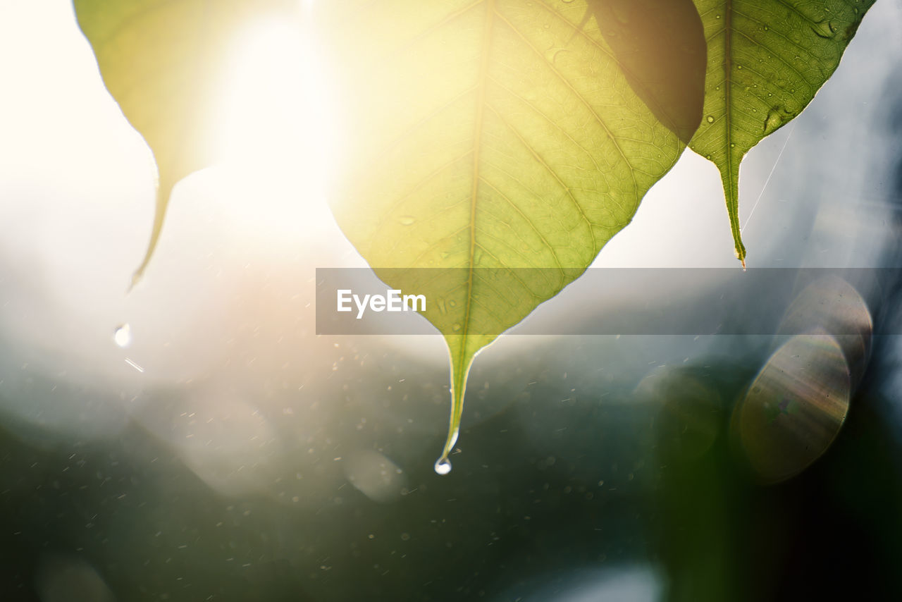 Green bo leaf with sunlight in the morning, bo tree representing buddhism in thailand.