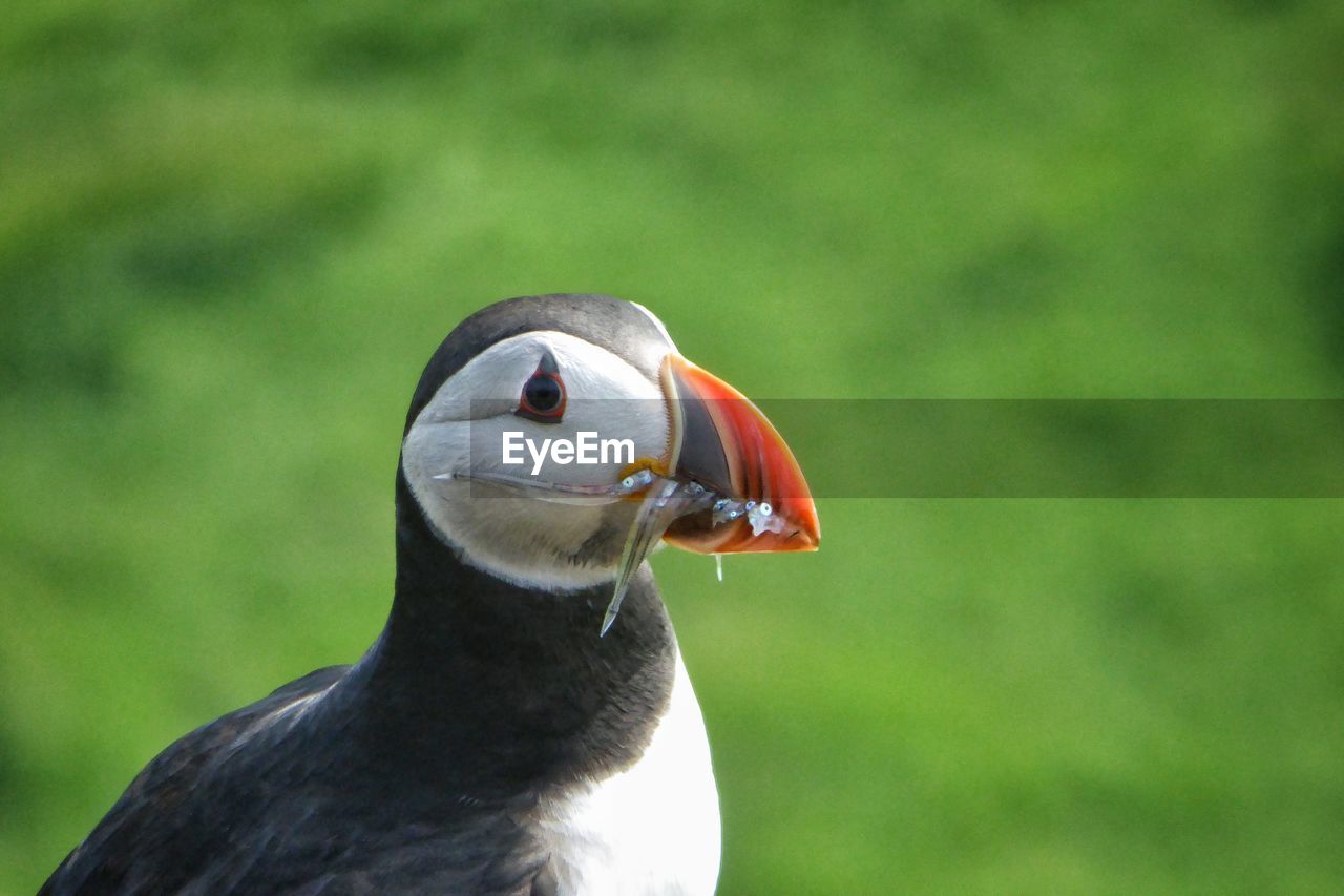 Puffin with mouthful of fish