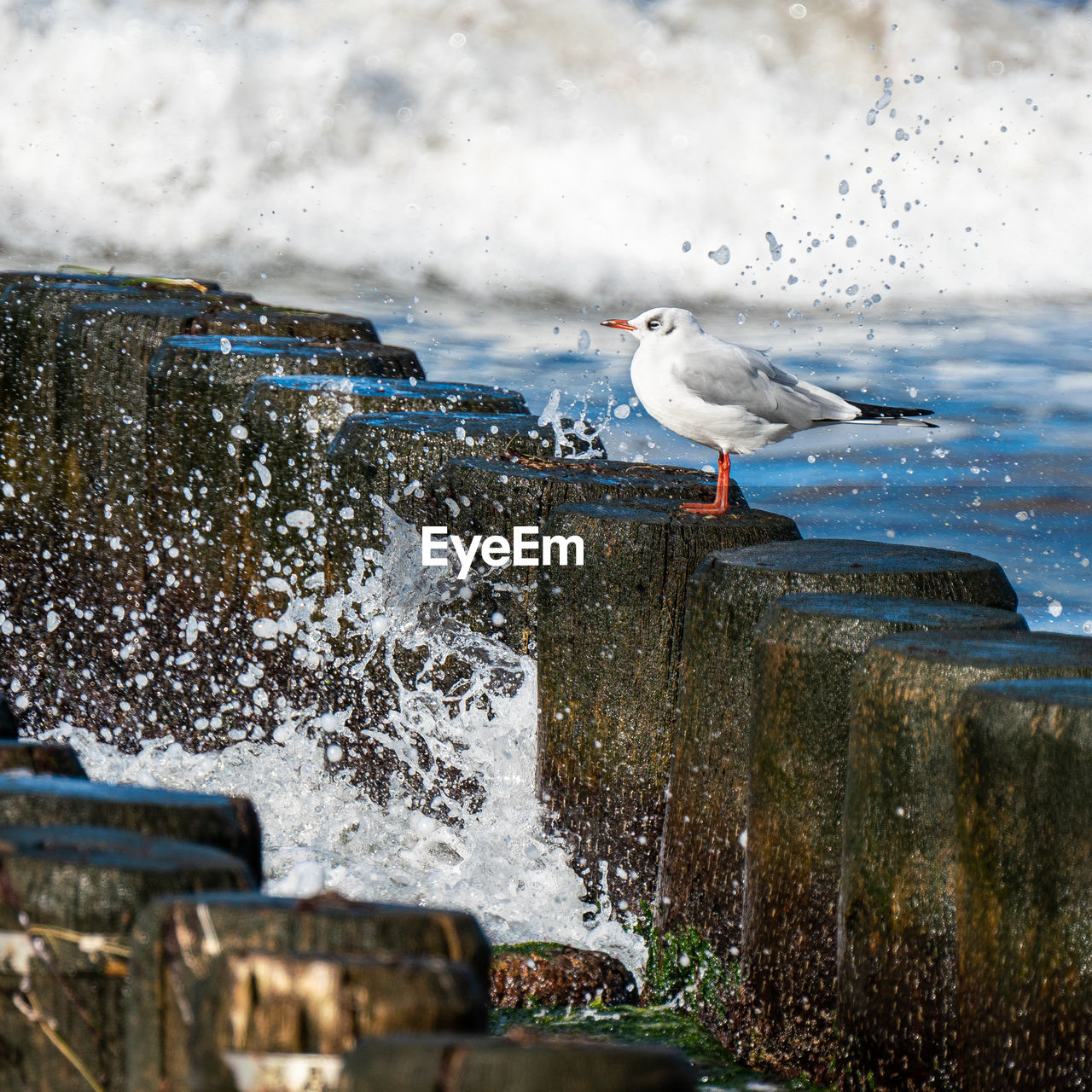 BIRDS PERCHING ON SEA SHORE