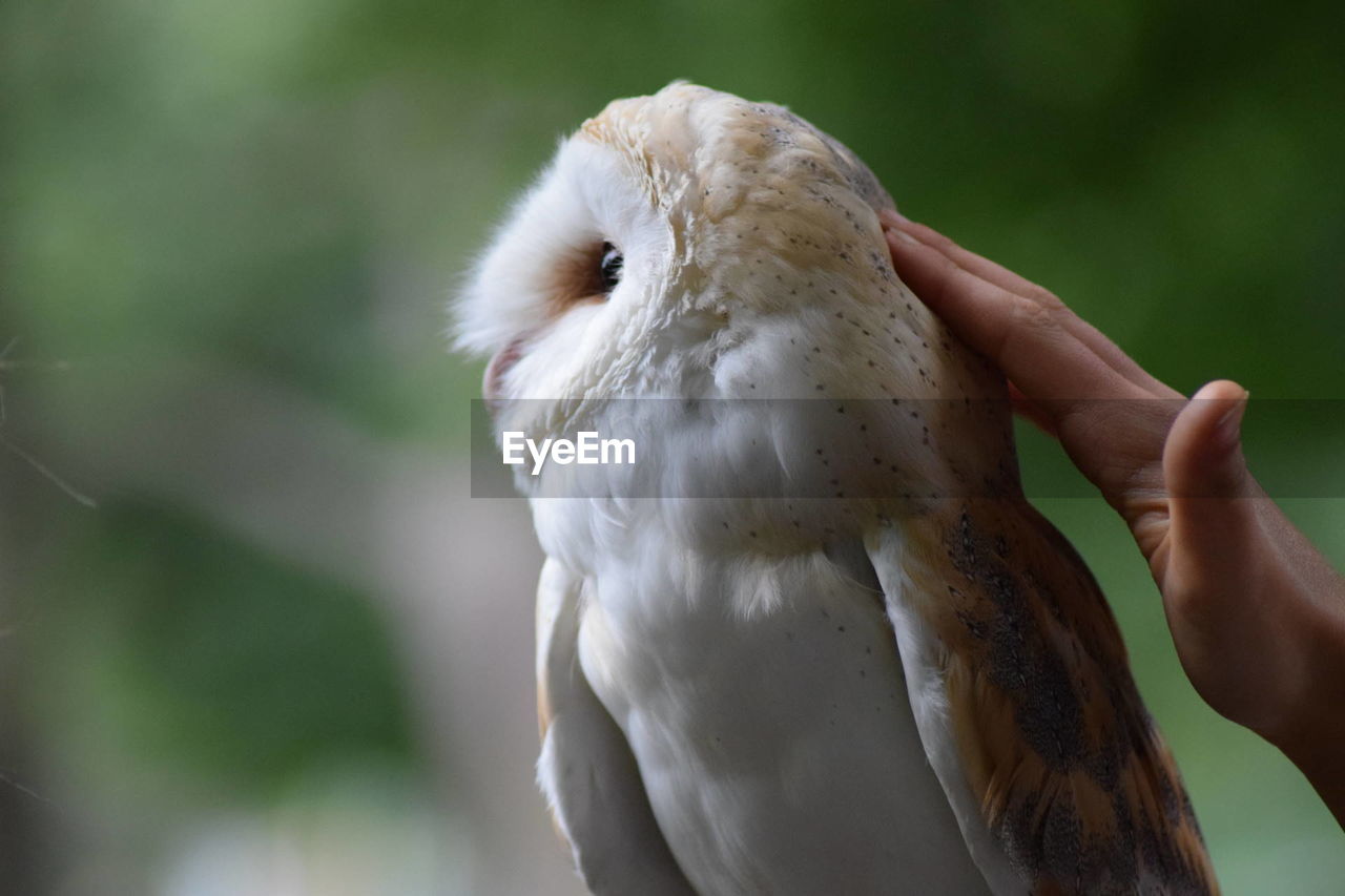 Close-up of cropped hand touching barn owl