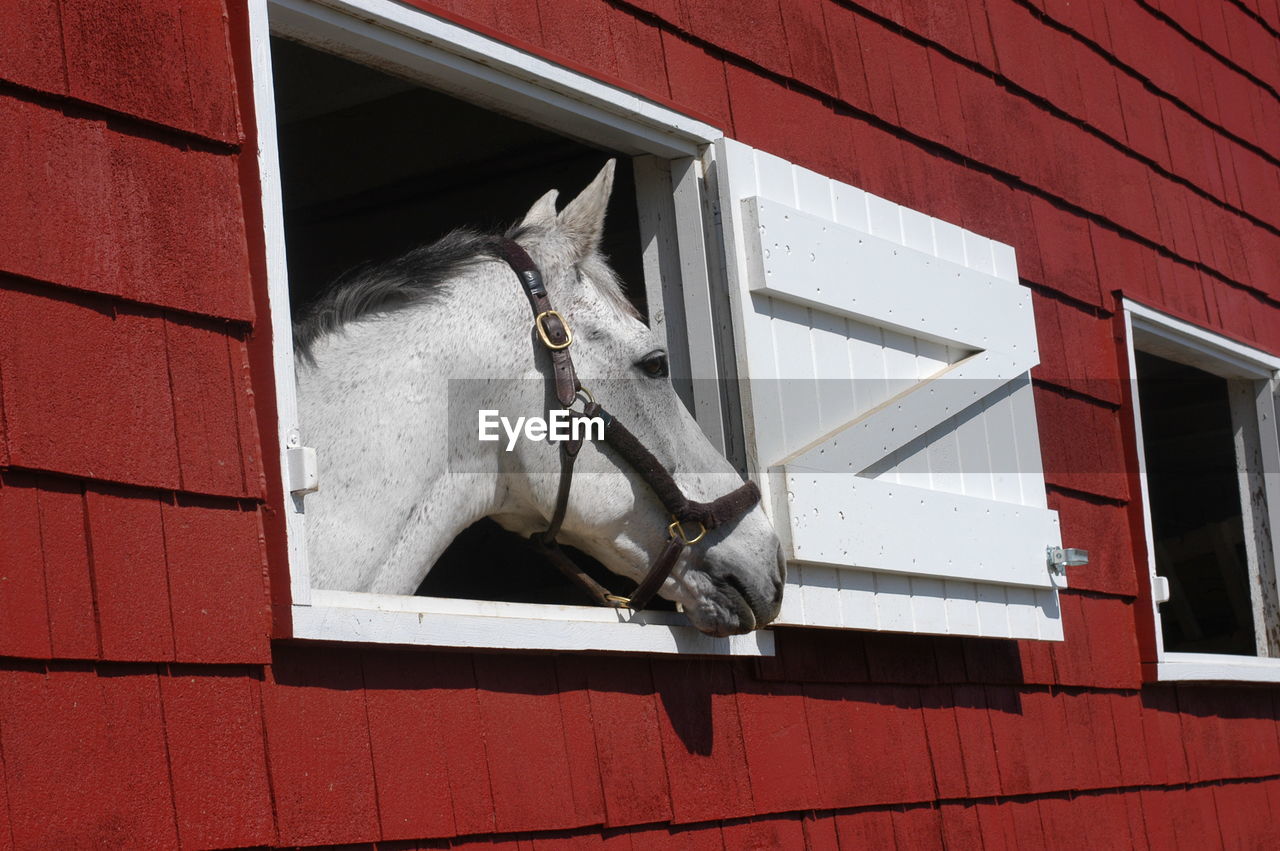 White horse in red barn window