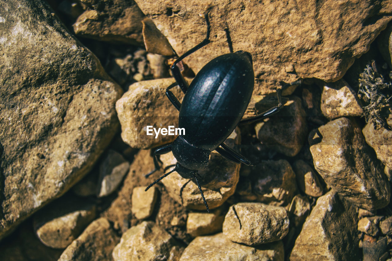 A black beetle on the ground of a field full of stones