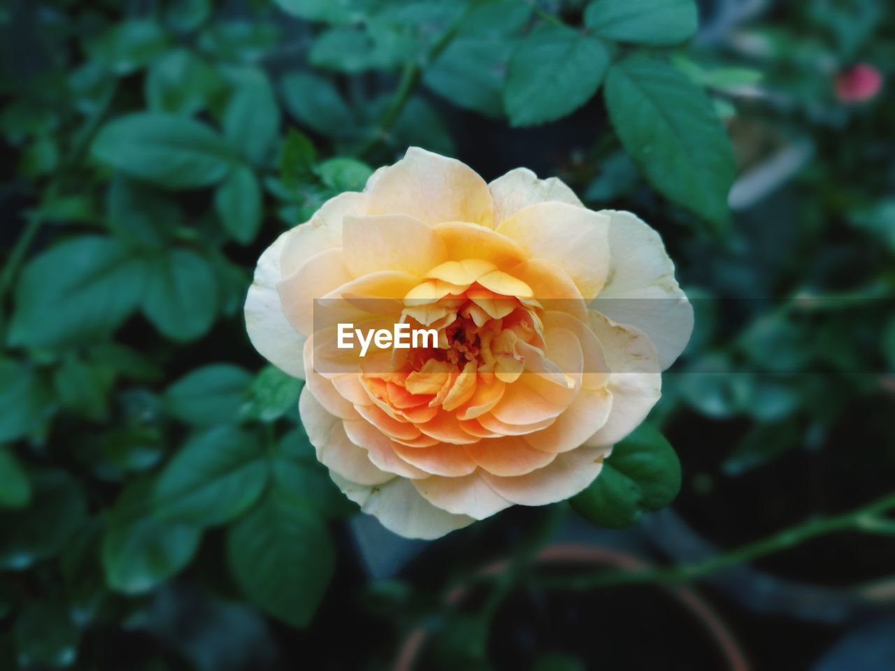 CLOSE-UP OF ROSES BLOOMING OUTDOORS