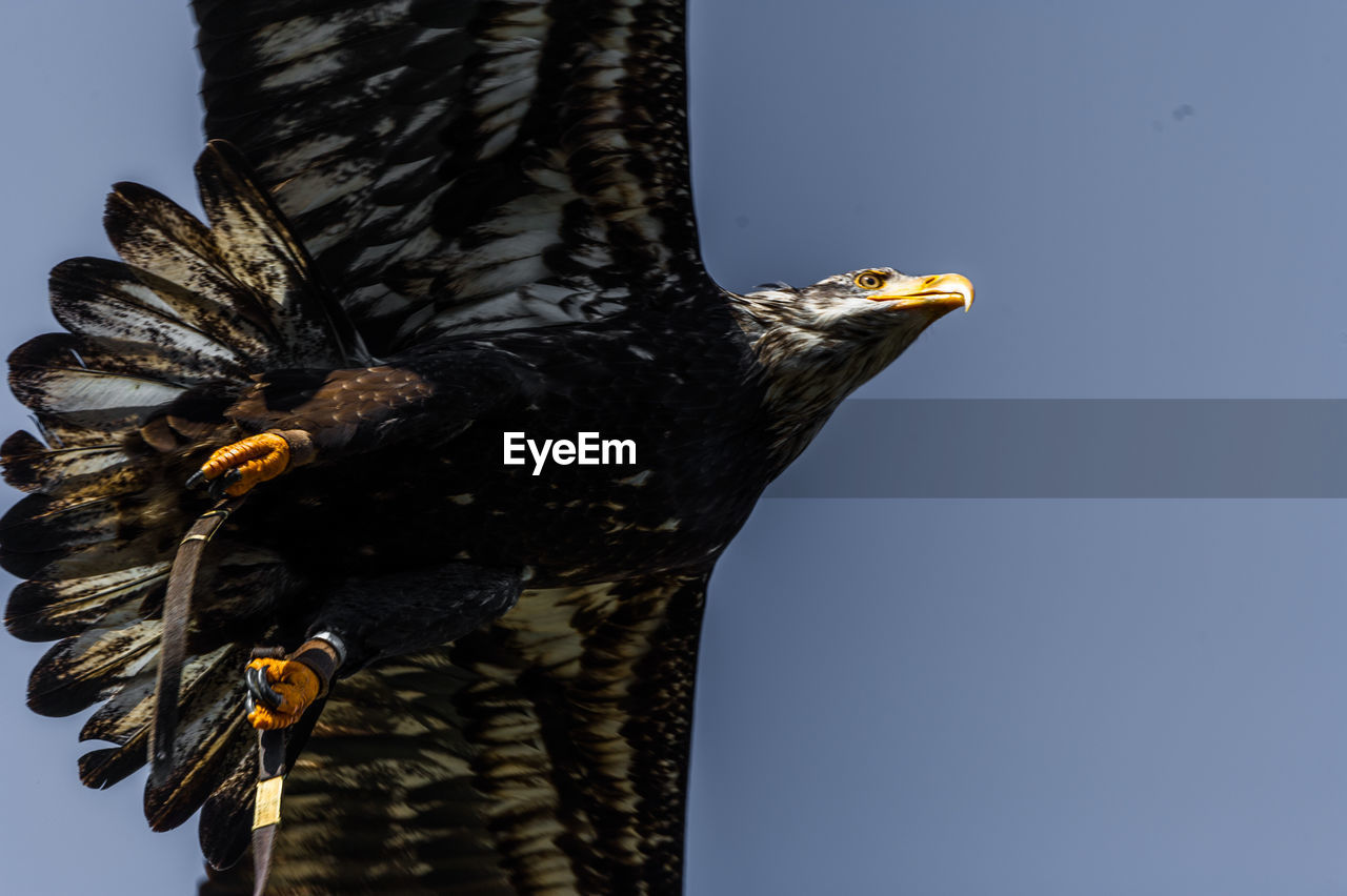 Low angle view of eagle against sky