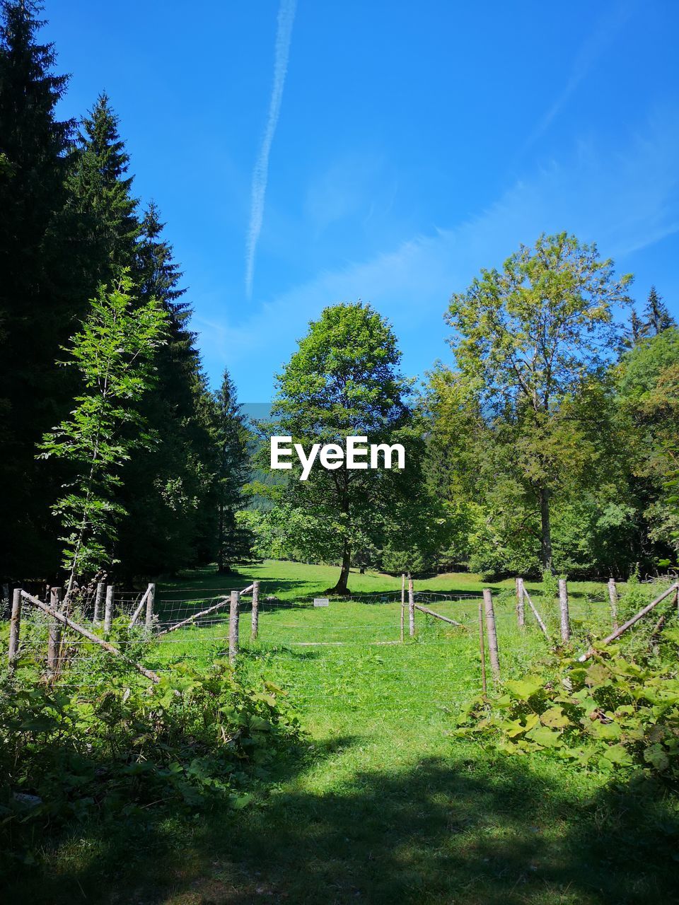 TREES ON FIELD AGAINST SKY