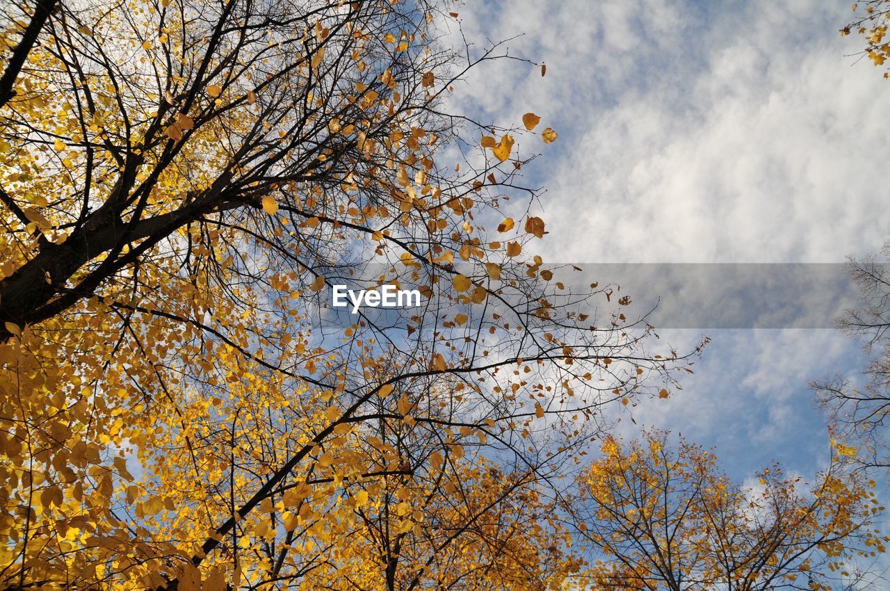 Low angle view of tree against cloudy sky