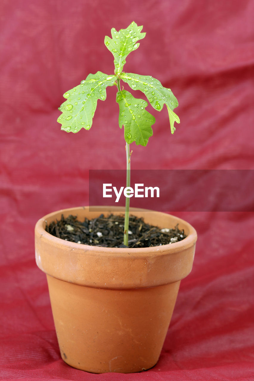 Close-up of potted plant on table