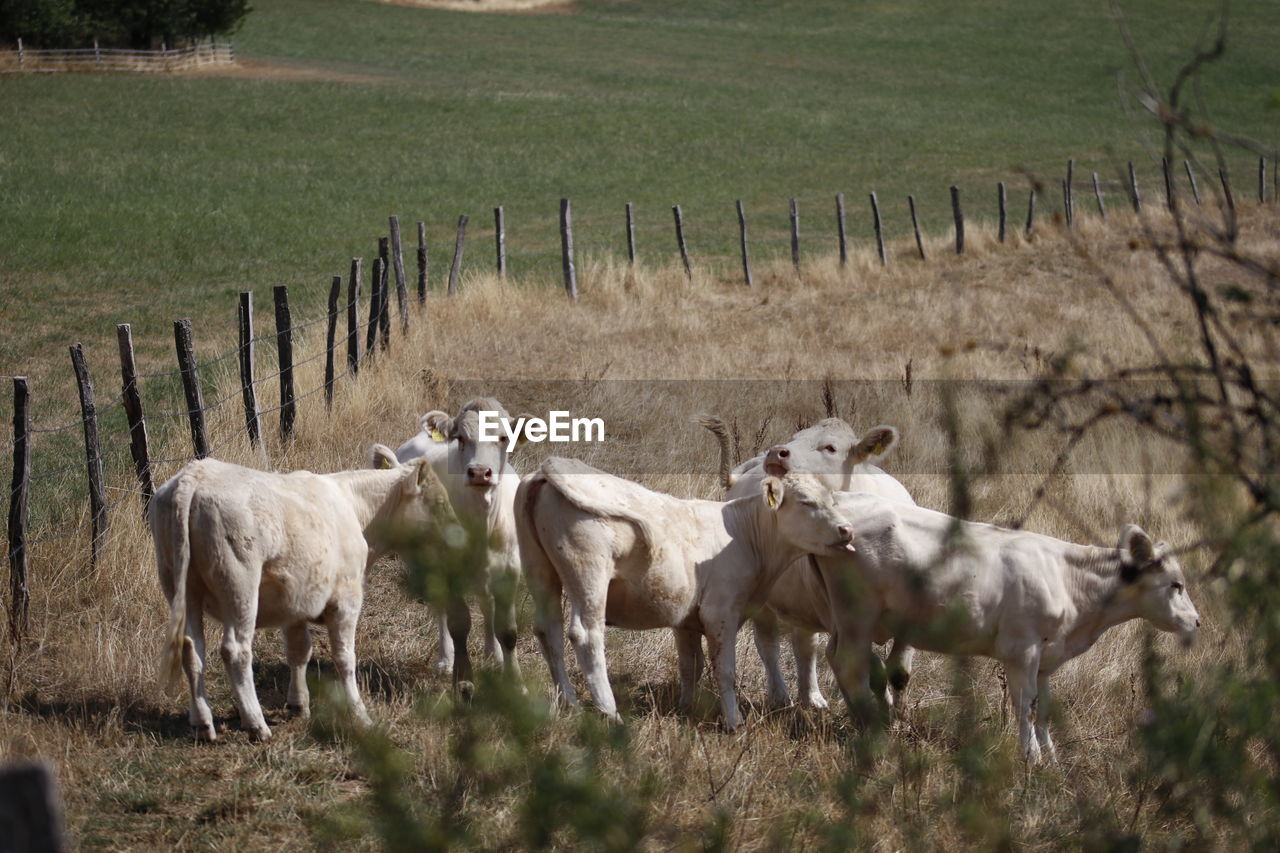 Cow in a field