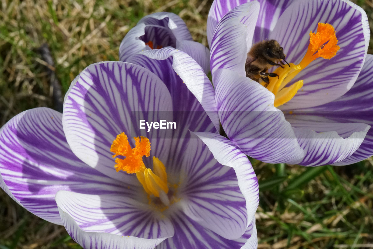 Close-up of purple crocus on field