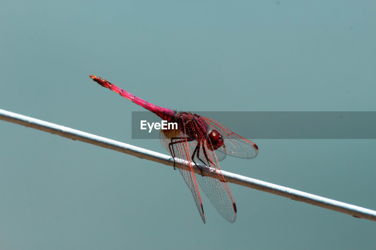 Close-up of insect on stem