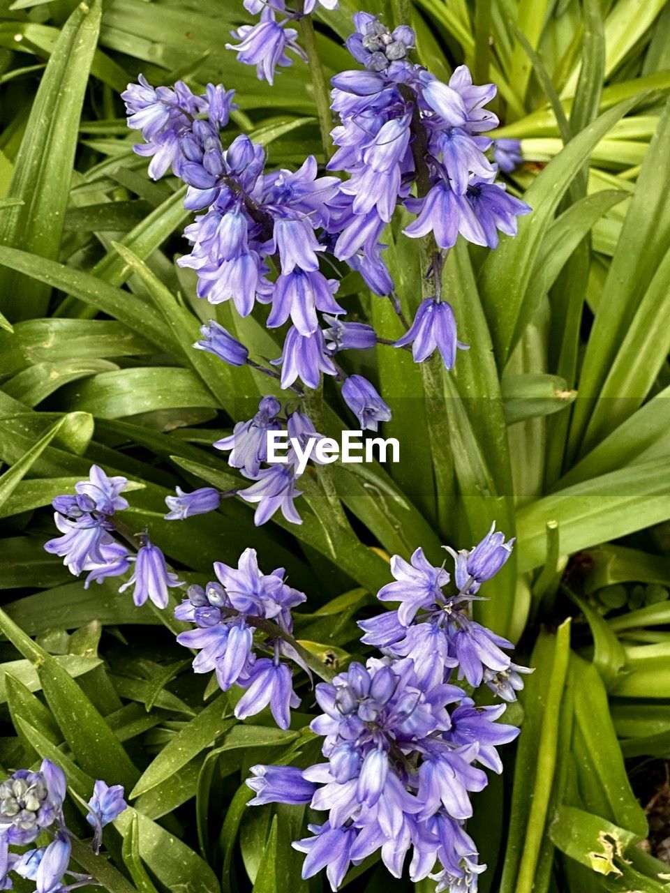 flower, flowering plant, plant, beauty in nature, freshness, growth, fragility, purple, nature, close-up, petal, plant part, leaf, no people, green, flower head, inflorescence, botany, herb, day, blossom, outdoors, springtime, high angle view