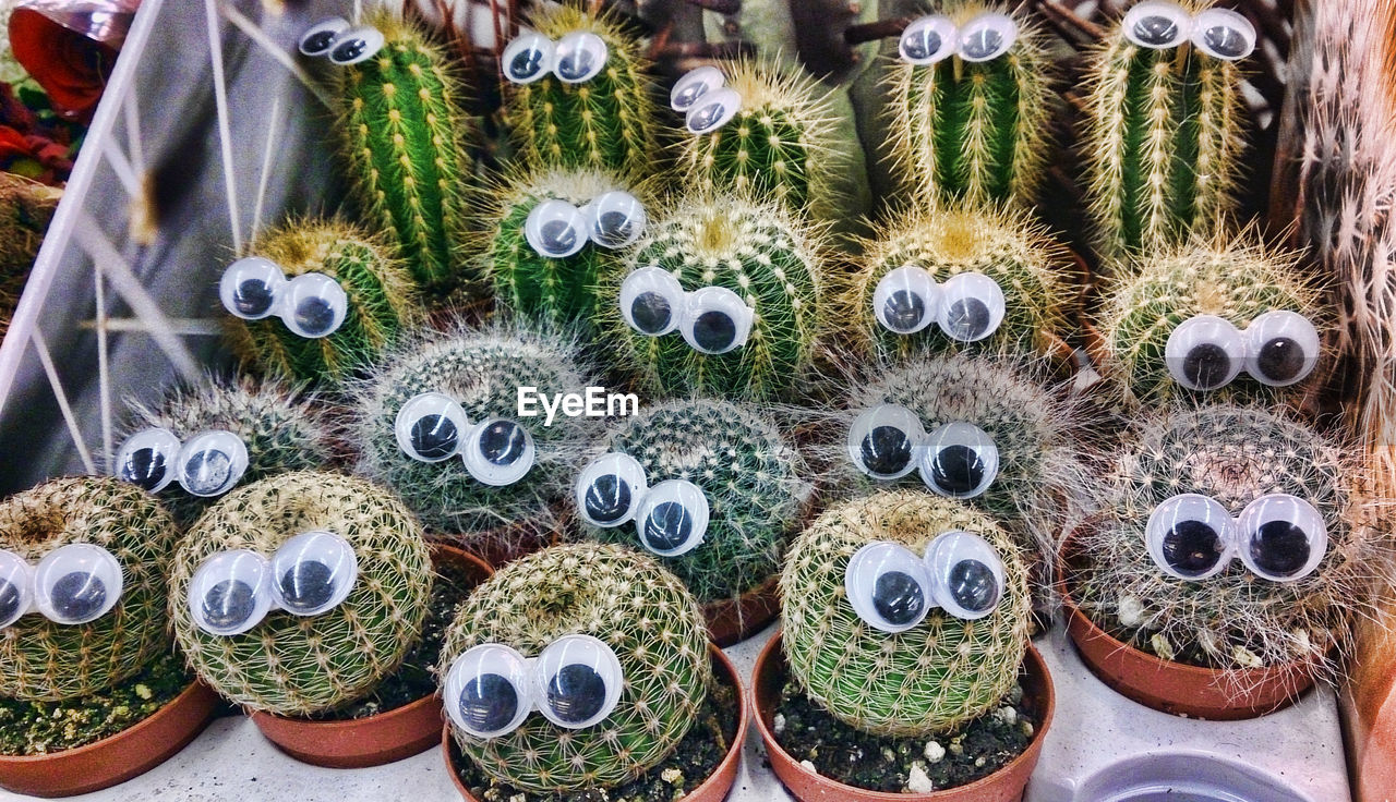 High angle view of artificial eyes on barrel cactus