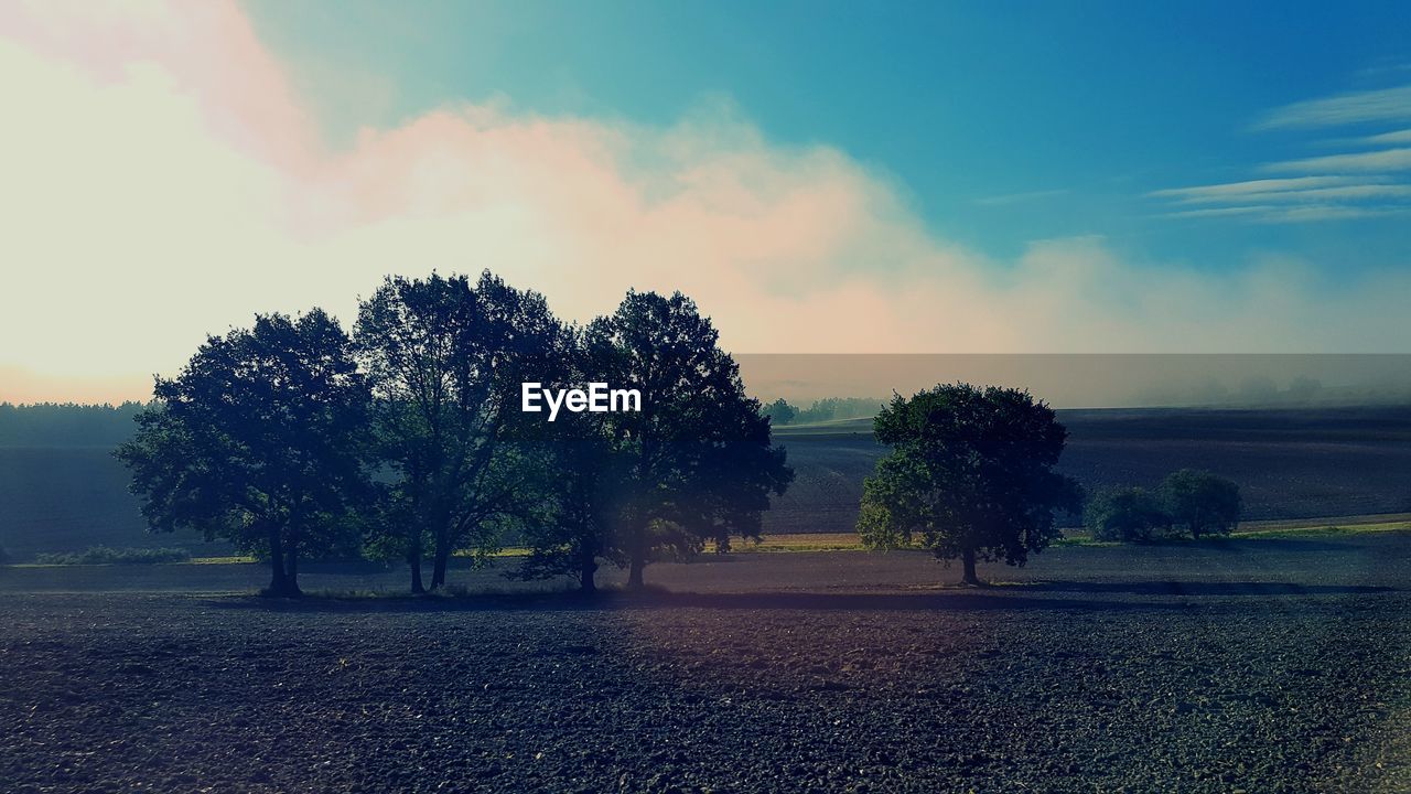 Trees on landscape against sky